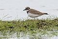 Dverglo - Little ringed plover (Charadrius dubius)